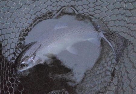 大安トラウトレイク 釣果